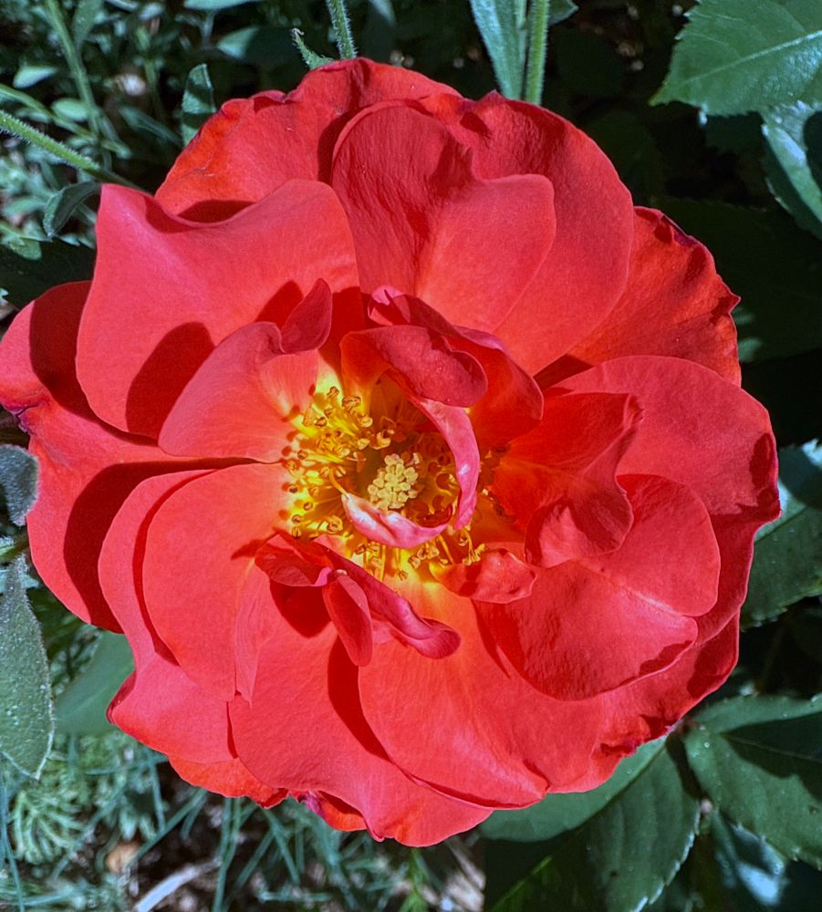 Comment image