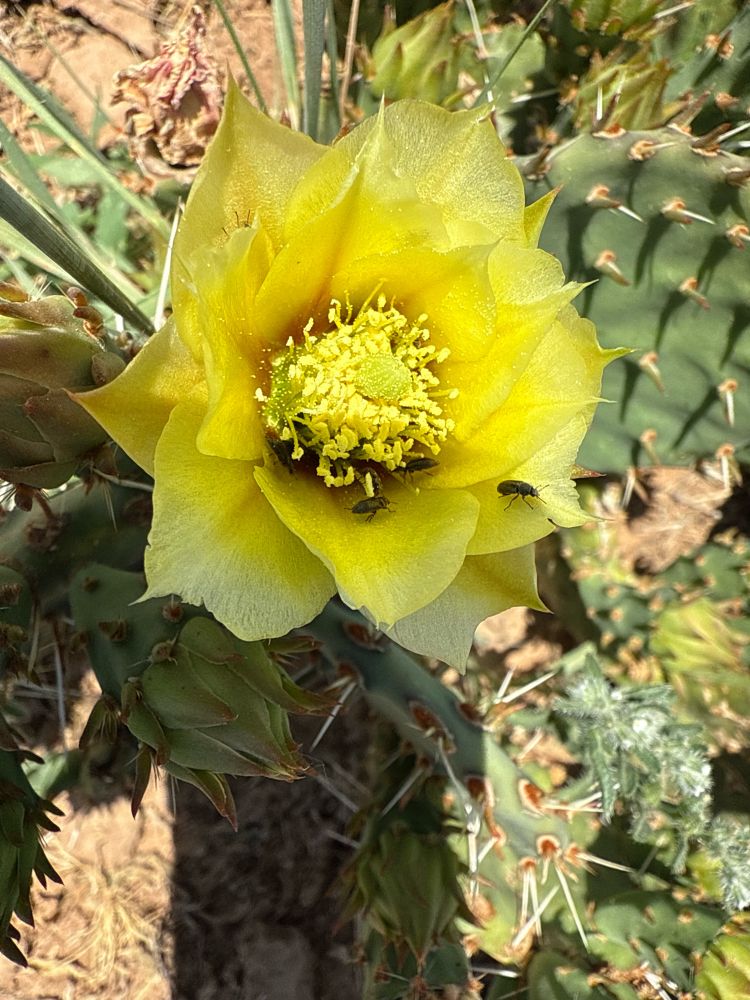 A yellow-green cactus flower