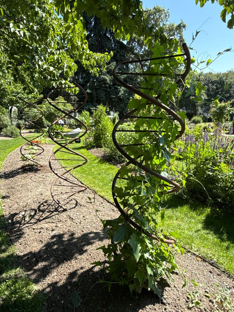 A flower bed with large metal DNA spirals set into it. A vine climbs up the nearest one.