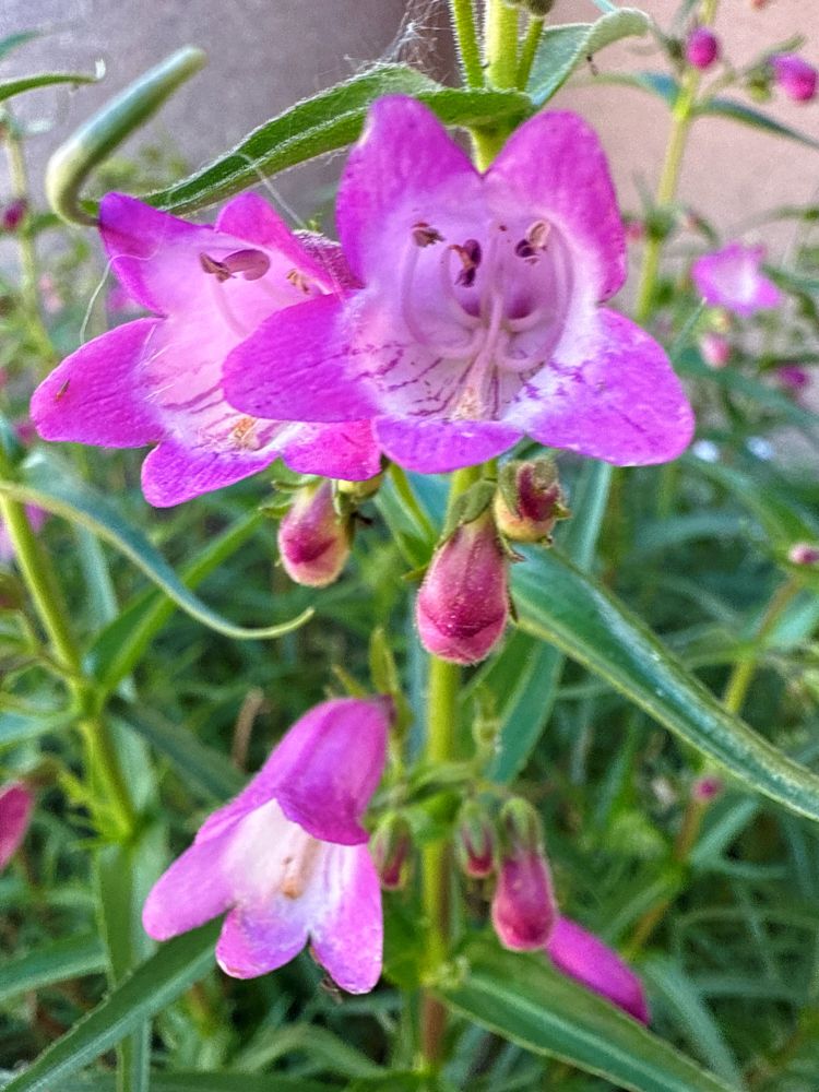 Comment image