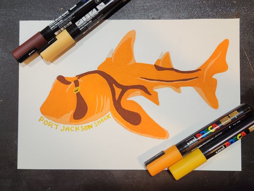 An acrylic marker drawing of a port Jackson shark. There are faint spikes in front of each dorsal fin. 4 acrylic markers are at the edge. The text says: Port Jackson Shark.