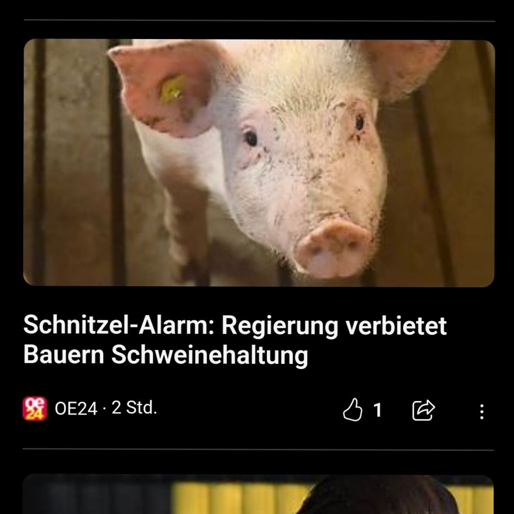 Schlagzeile von oe24: Schnitzel-Alarm: Regierung verbietet Bauern Schweinehaltung unter einem Foto von einem Schwein auf einem Spaltboden