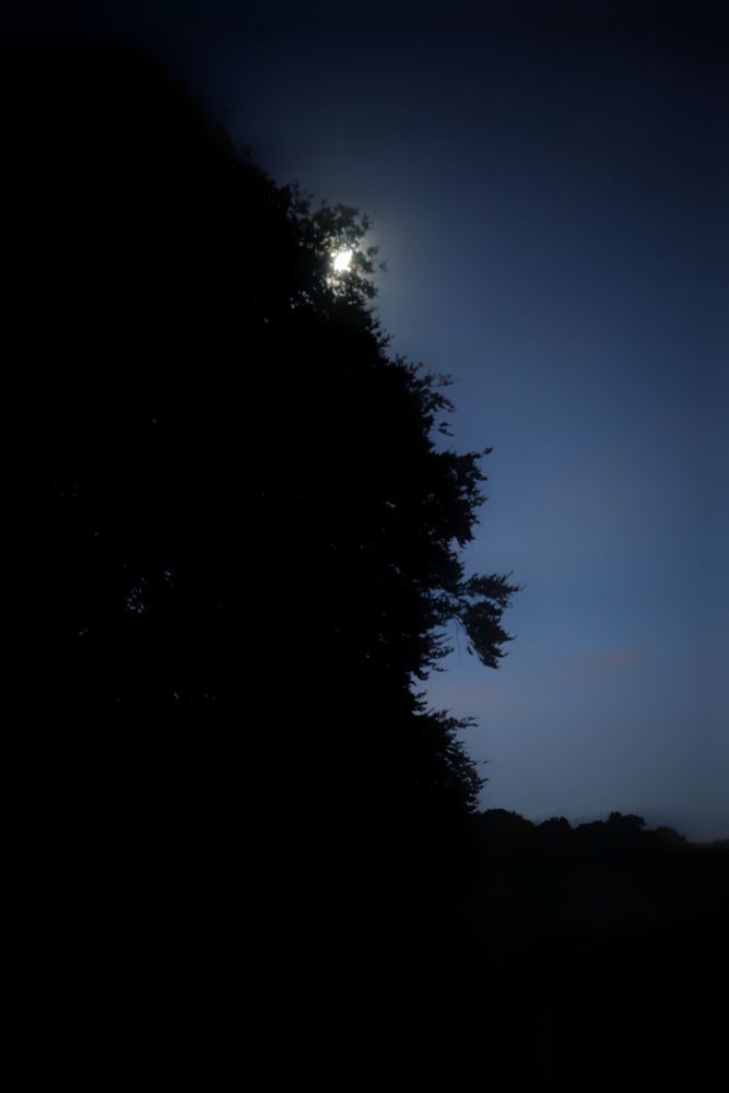 The full moon waits for dawn at the upper edge of a silhouetted beach tree located by Avebury Stone Circle, in Wiltshire, UK. Taken by Magusian, 9th October 2025 