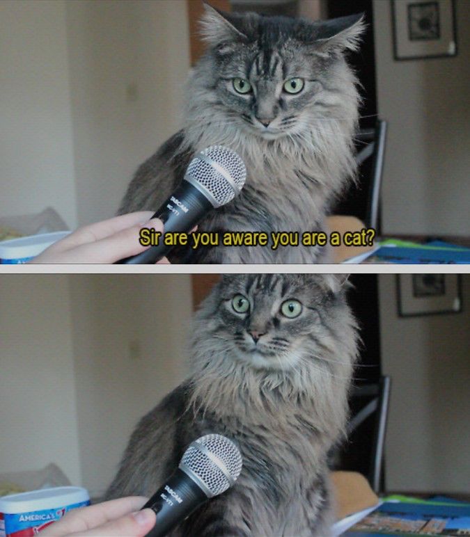 Two photos of a hand holding a microphone towards a long-haired gray cat. Photo 1 is captioned, "Sir are you aware you are a cat?" In photo 2, the cat is looking up with what appears to be an expression of startled shock.