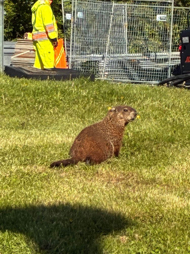 Photo of a groundhog by a construction site 