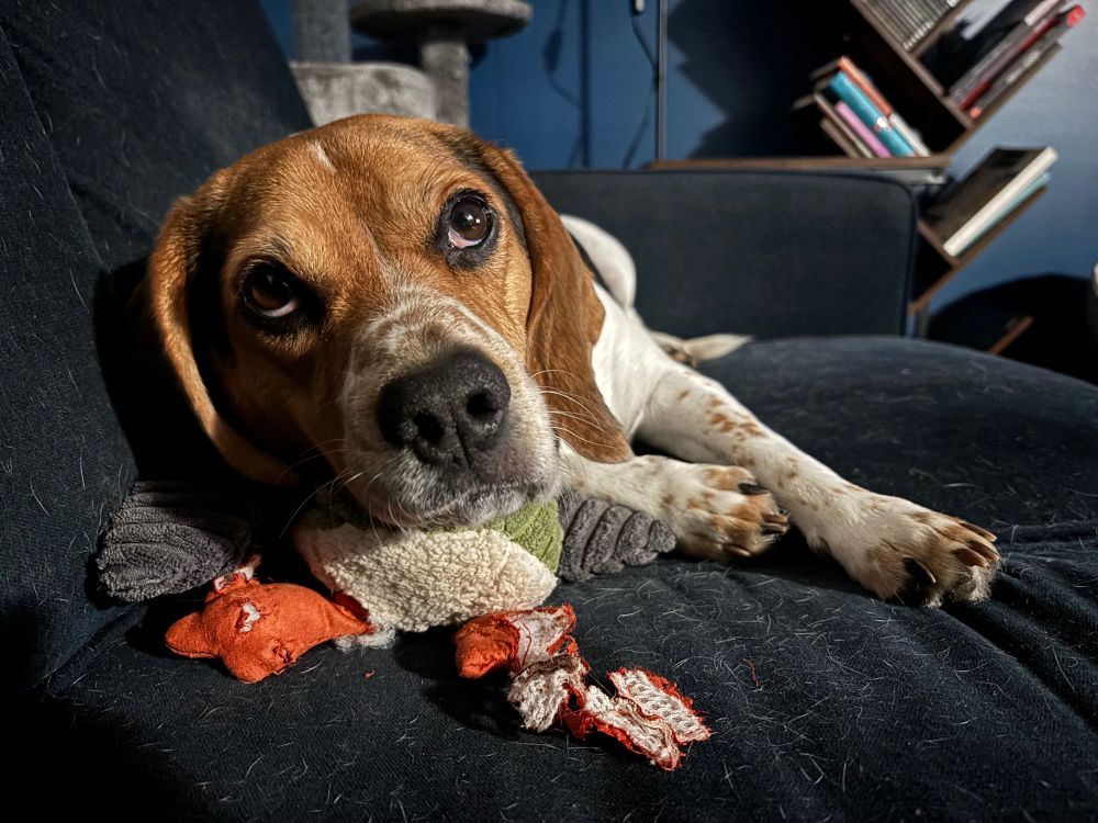 A picture of a beagle, with quizzical eyes, set against a dark blue background, with the corpses of conquered toys under his jowls 