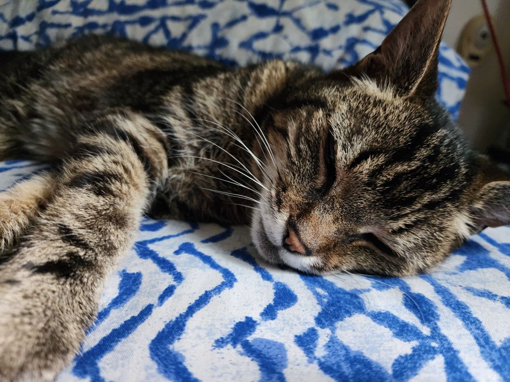 A picture of a sleeping black and brown tabby cat, she has a splash of white around her mouth and pink nose.