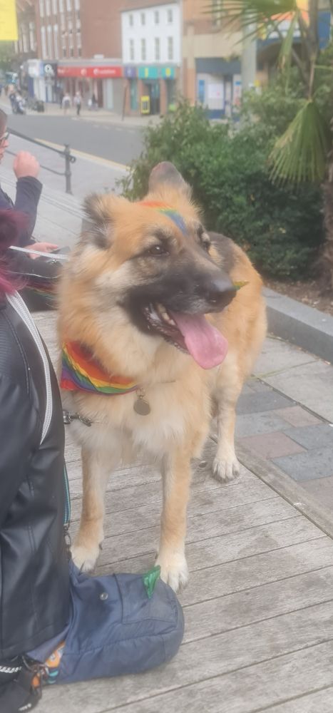Another dog, looks similar to a German Shepard but perhaps a different breed, has a rainbow bandana and a rainbow stripe down it's forehead and nose 
