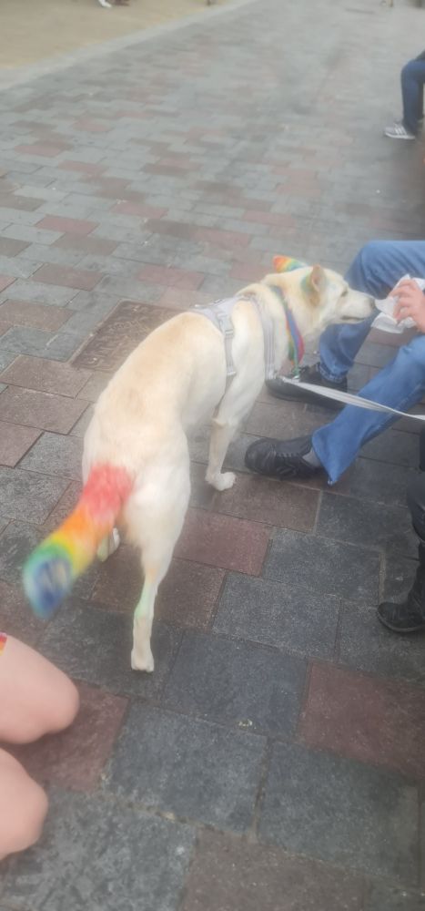 A blonde dog with a bushy tail that is dyed in rainbow colours, it's ears are also dyed rainbow as well 