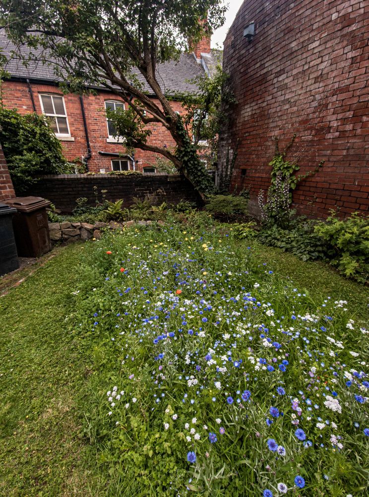 Here you can see the wall of the wash house, the elder tree the wall behind the tree and a row of a Sheffield terrace behind. In front is a line of plants which surround a lawn, with an oval of flowers in the centre of the lawn.