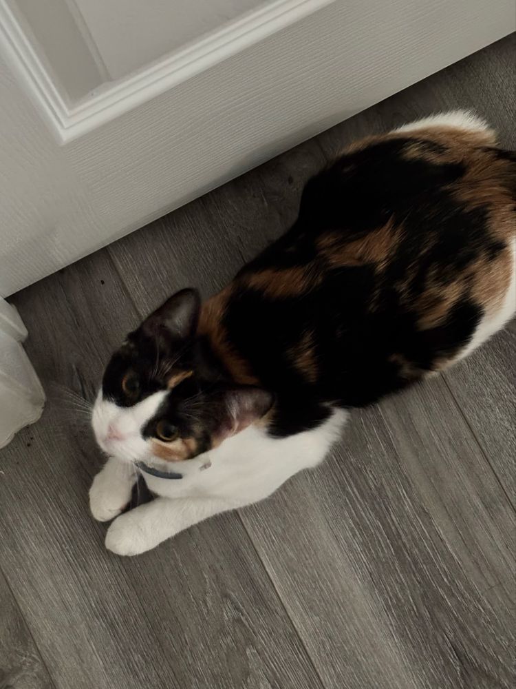 Calico cat laying on her stomach, looking up at the camera. 