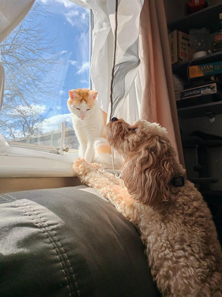 Dog looks up at her best friend. Cat looks down in disdain.
