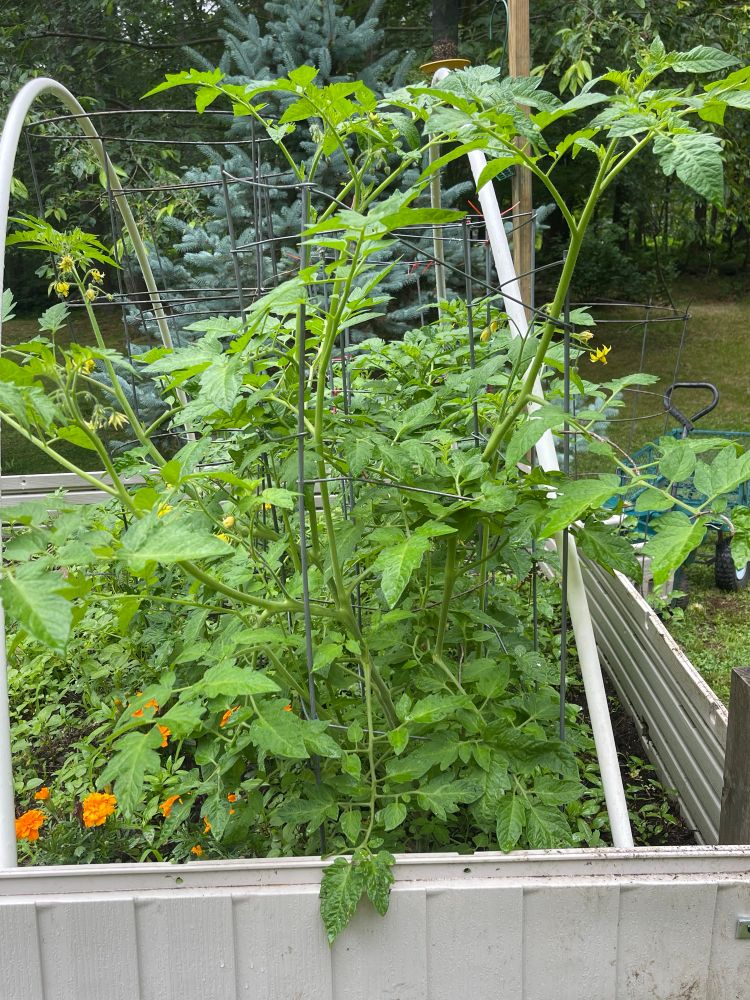 Tomatoes doing well with marigolds to keep 🐛 away.