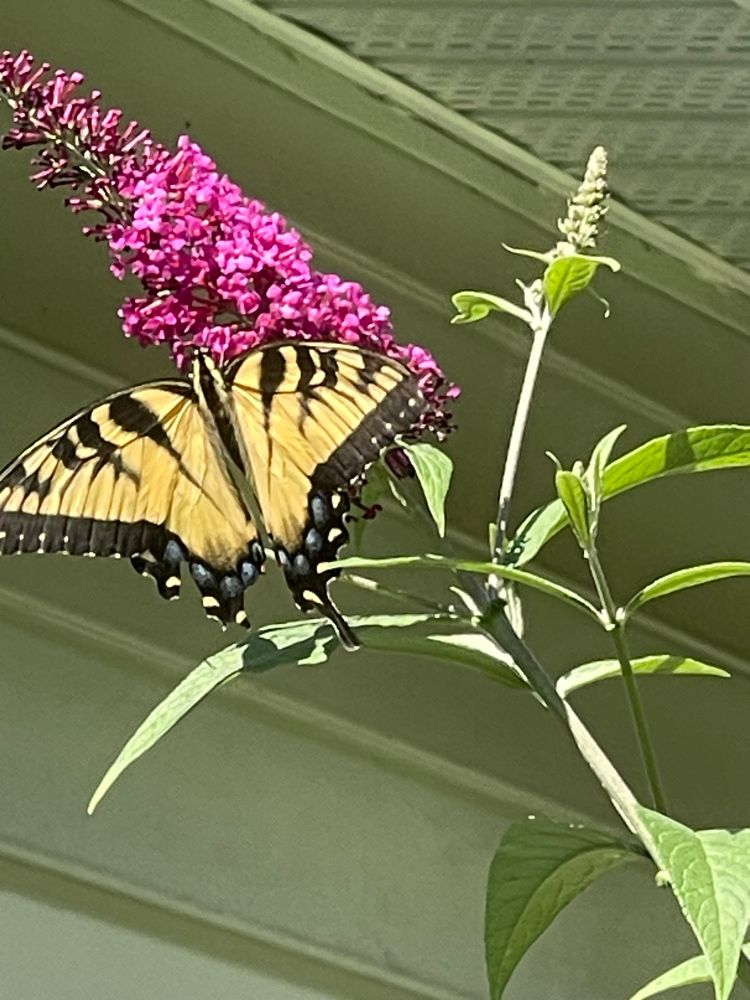 Monarch on a butterfly bush.