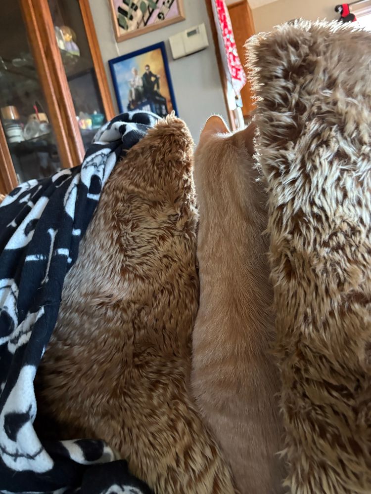 An orange tabby stands between two pillows nearly an identical color to him. He blends in somewhat well.