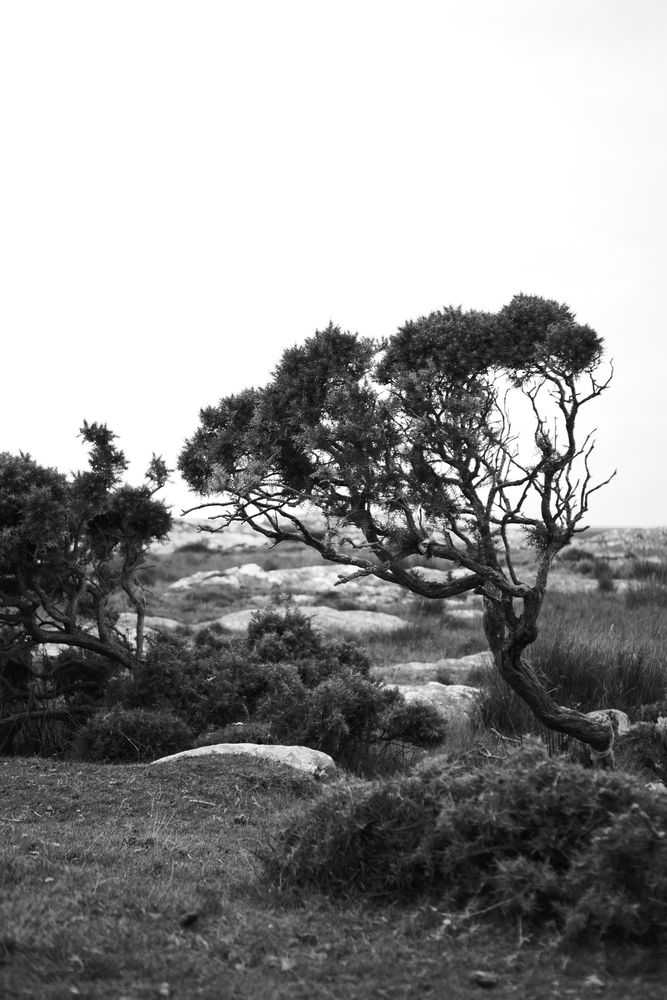 B&W holiday snap of a gorse bush and natural little pathway leading over to some rockier ground