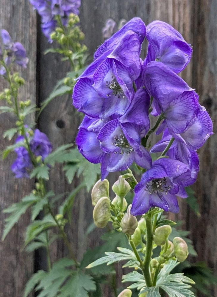 close photo of a cluster of bright purple delphinium flowers; additional stalks can be seen, blurrily, in the background, against a silvered wooden fence