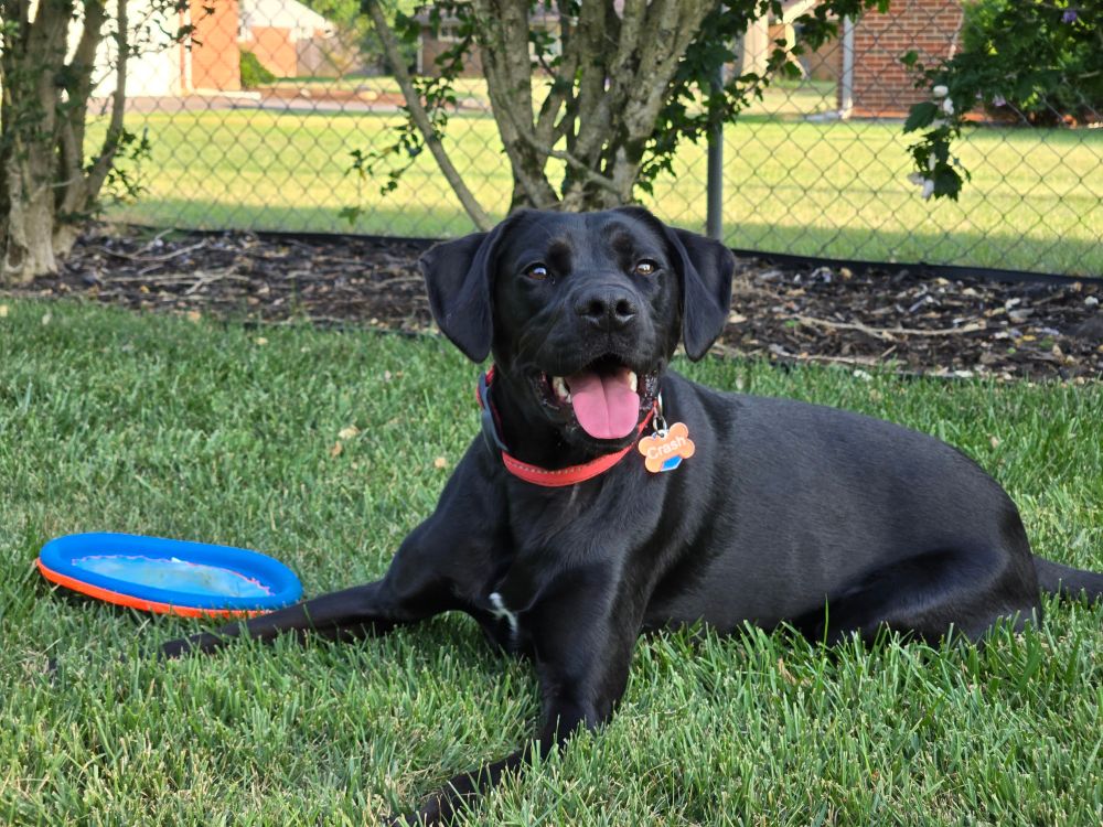 A happy black lab, Crash