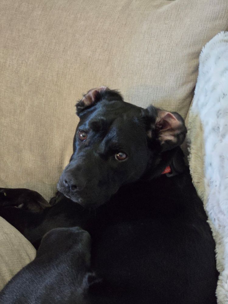 A black lab laying on a couch, looking up at the camera. Both of his ears are flipped inside out, something that has been happening his entire life
