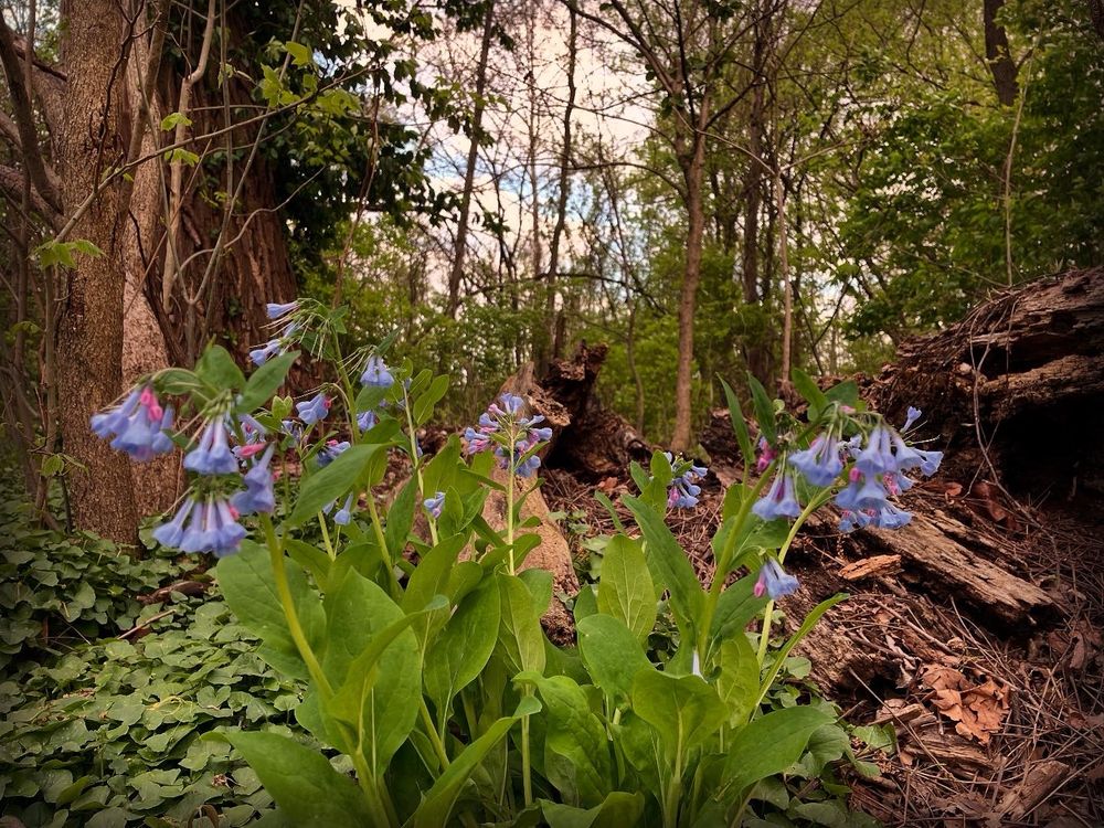 Bluebells in a wooded park