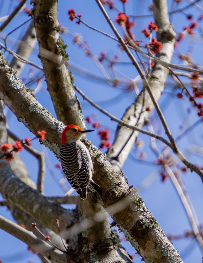 A Red-Bellied Woodpecker in a tree with red blossoms. The bird has a red crest on its head and a black and white striped pattern on its back. There is a blue sky behind it
