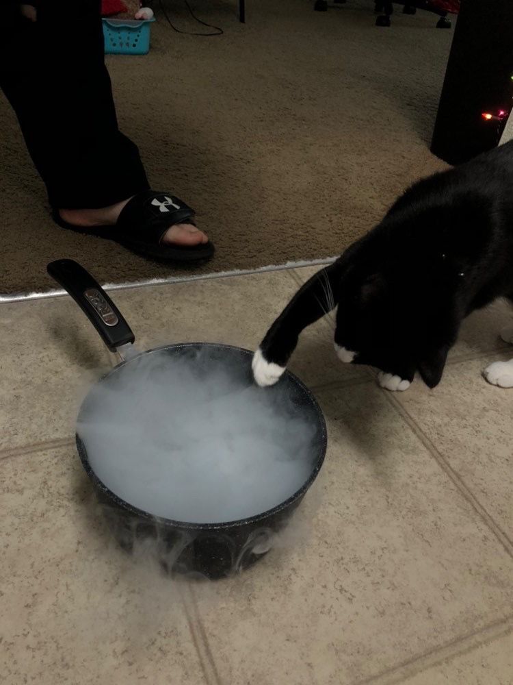 My cat, Halo, swipes at some smoke coming from a pot on the ground. The smoke is coming from dry ice + water and I was letting her have fun with it (under supervision)