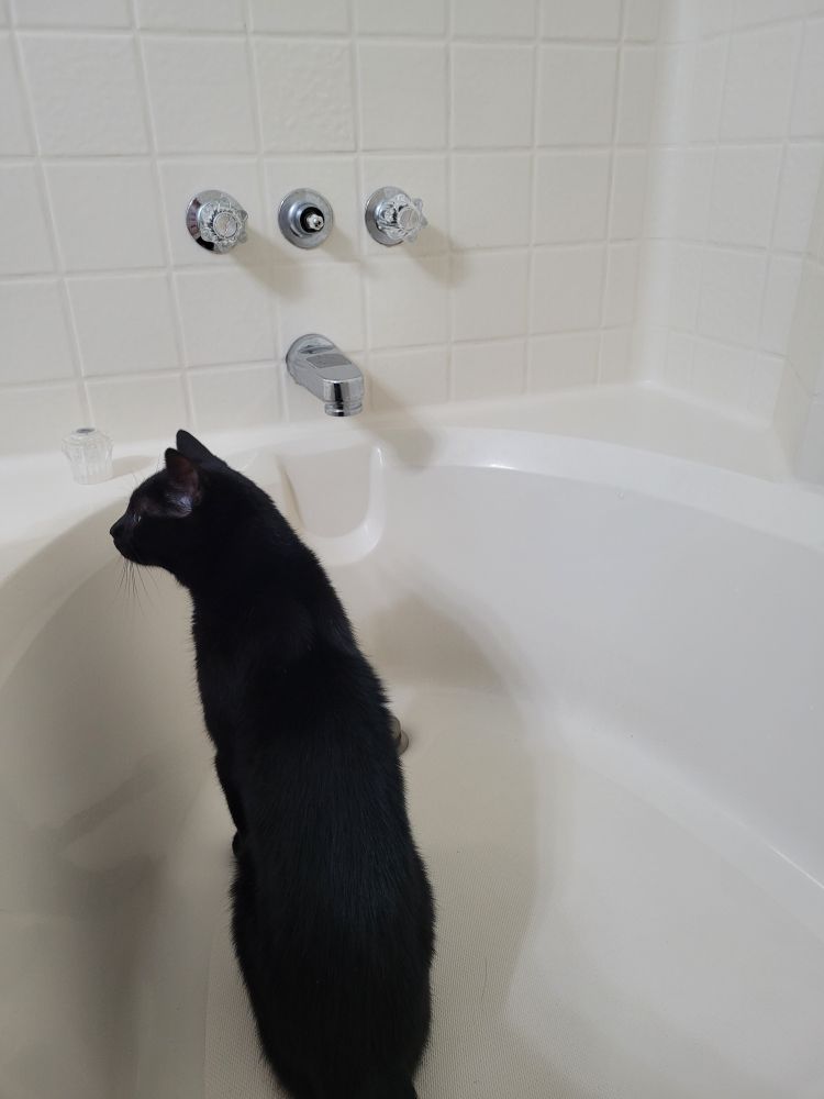 Tub with a cat. 