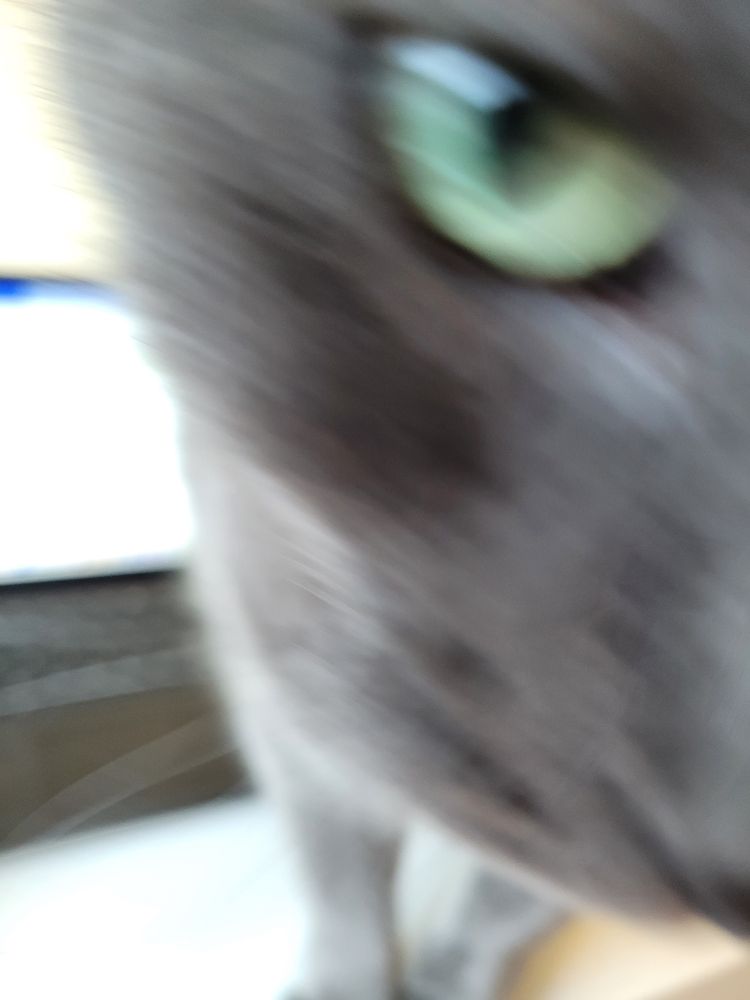 A cat eye staring into the soul of the picture taker