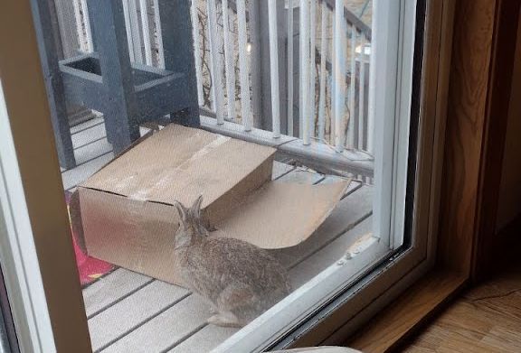 A wooly-looking wild rabbit sits outside a sliding patio door on a deck. The rabbit is facing away from the door and is looking at a cardboard box.