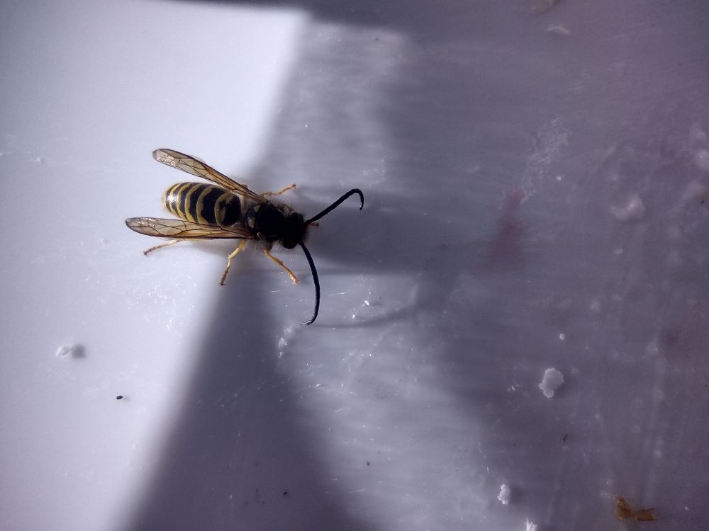 A yellow jacket sits on a white plate on which a few tiny bits of feta cheese rest. The sluggish wasp warms itself in the sun while enjoying the small morsels.