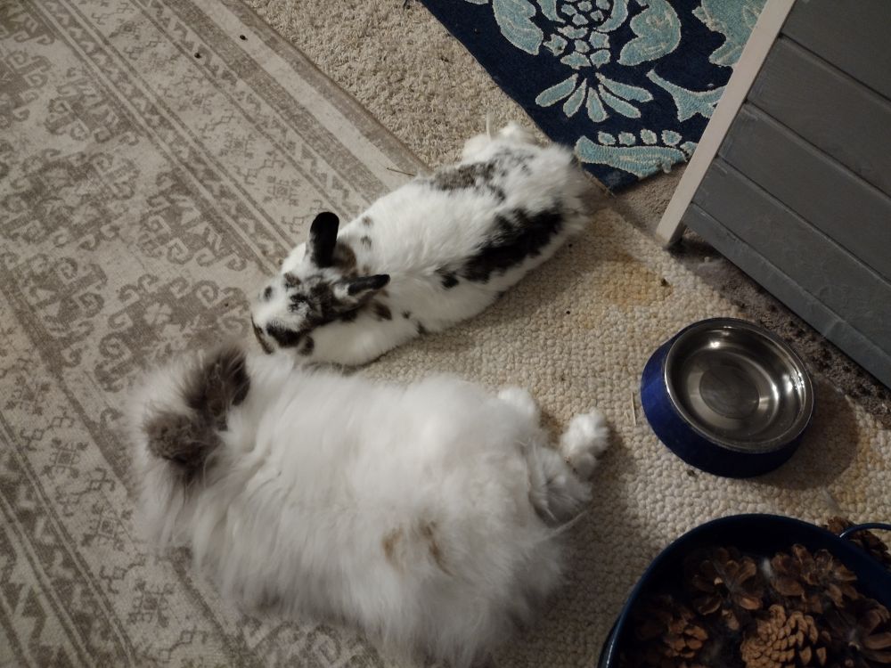 Achilles and Bentley, two bunnies, lie on a rug near one another. Near Achilles' hindquarters is a basket of pine cones and a water dish.