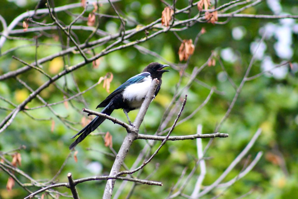 Magpie perched on a branch with its beak open as it called for food...