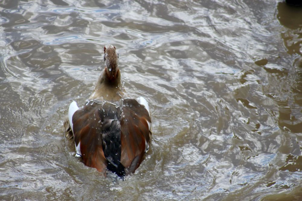An Egyptian goose splashing in the River Thames, then shaking its wings.