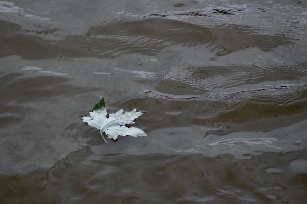 A silvery leaf, underside (abaxial surface (or abaxis), floating upstream on an undulating grey Thames flood tide.
