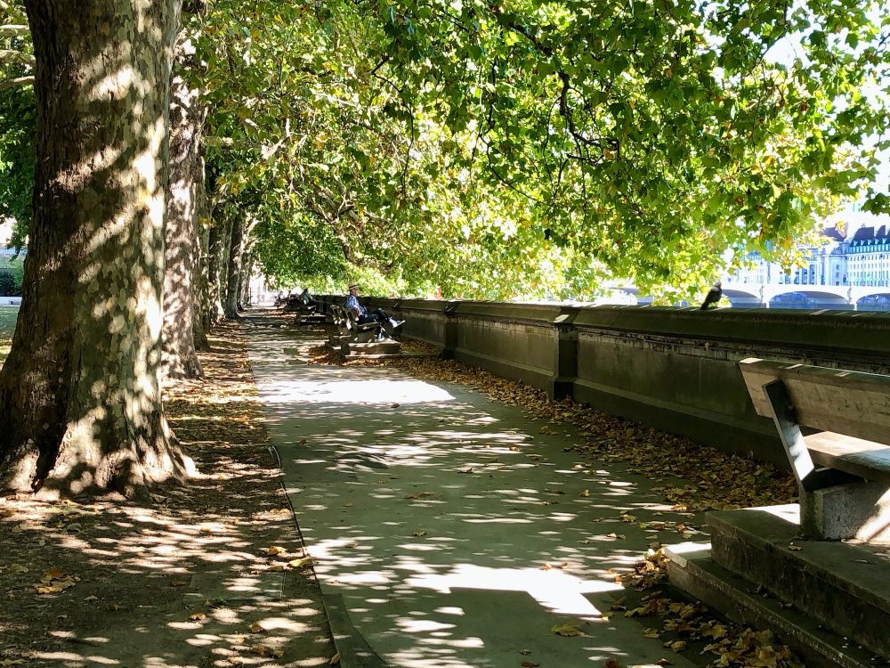 Man in a straw hat sits beneath the shade of plane trees in Victoria Tower Gardens, early autumn leaf fall at his feet, and beyond, the pale green outline of Westminster Bridge.