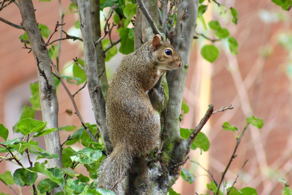A grey squirrel clinging to a slender branch on a small tree standing in front of a brick house.