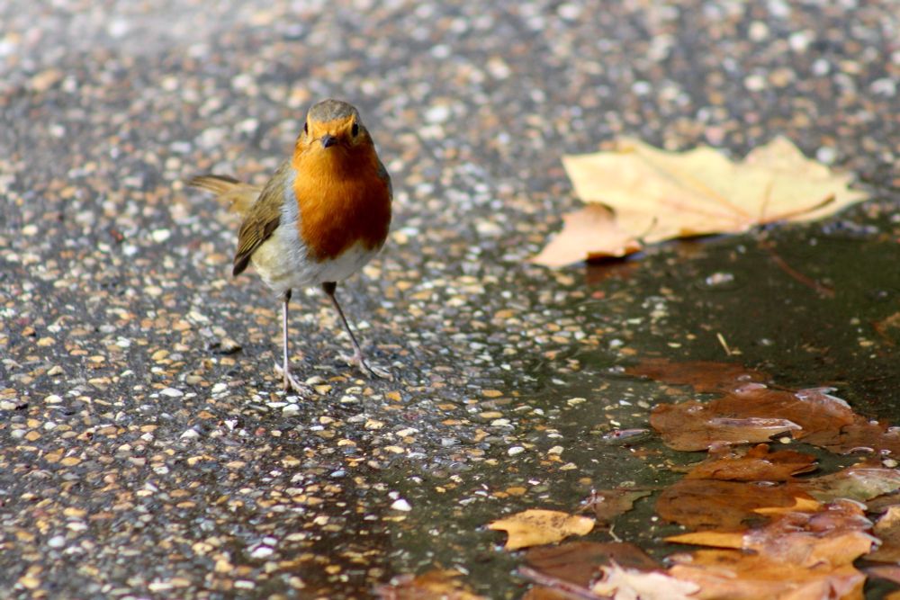 Fearless Robin approached me in our local park.