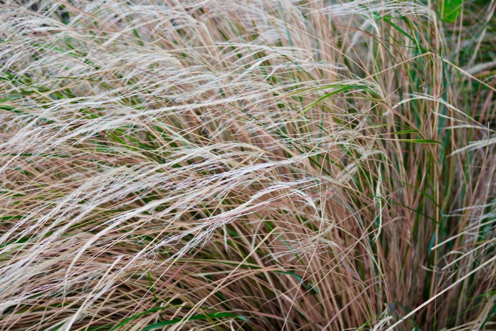 Pale, dry grass bent over by riverside gusts.