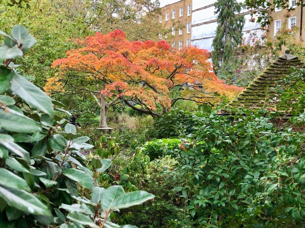 A Japanese maple in its blazing flame coloured autumn leaves. There is the roof of a little tiled garden hut and on the left, shiny, green camellia leaves.