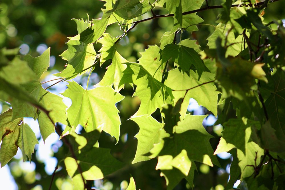Looking up through the canopy of green plane tree leaves as some manage to catch a sunbeam...