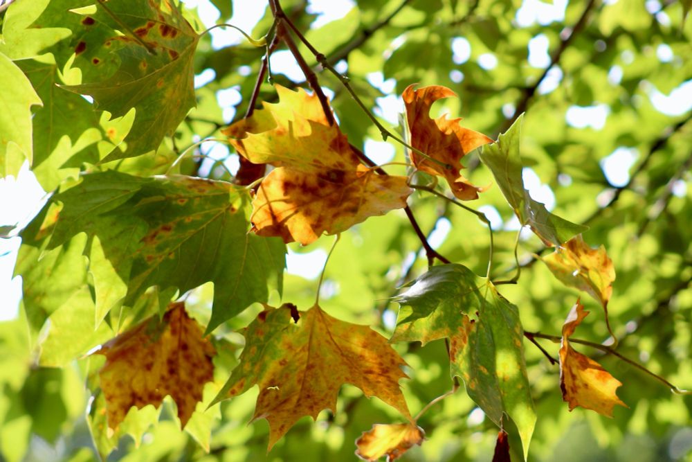 Shades of green leaves mingling with brown autumn leaves...
