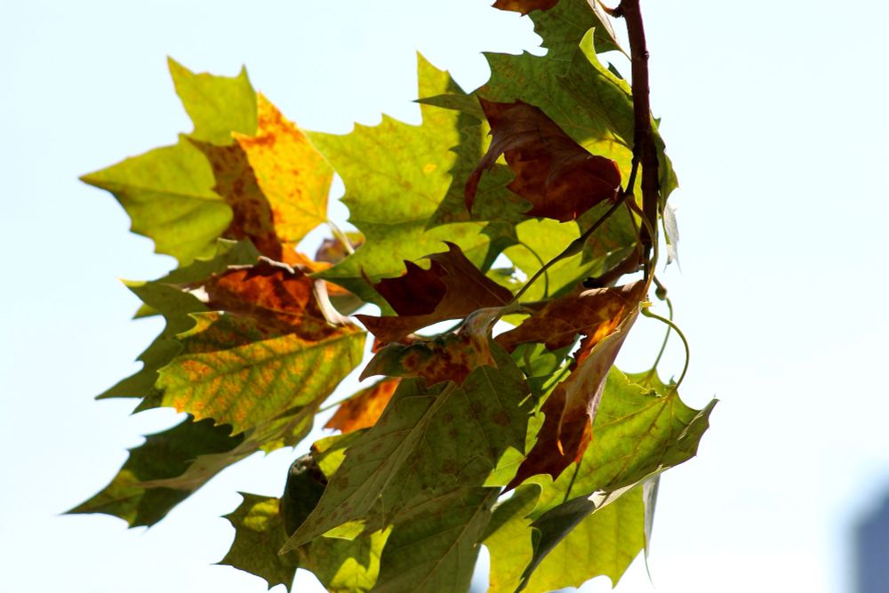 Leaves, both shades of green and brown, blown suddenly to the right of the picture by a gust of wind.