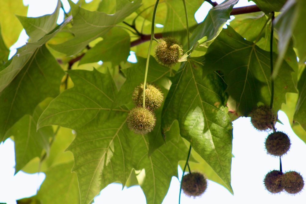 Light illuminating three plane tree seed balls hanging among green leaves.
