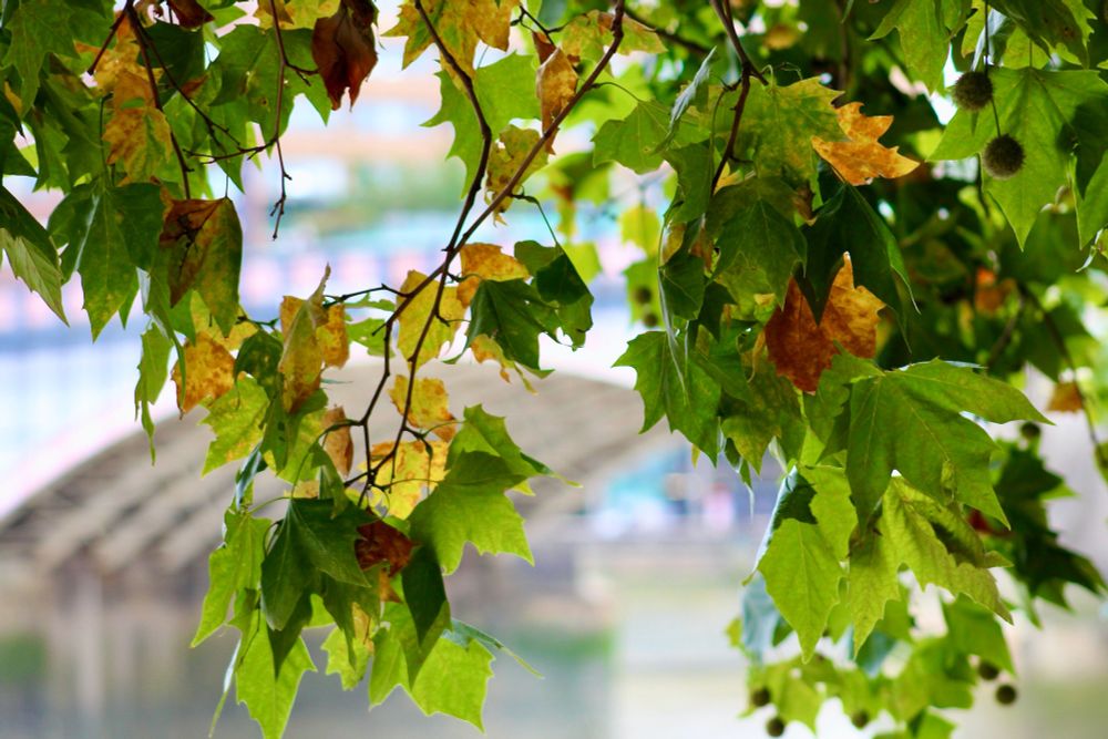 Yellow and brown plane tree leaves, ever more noticeable among the green leaves. Beyond is one of the arches of Lambeth Bridge over the River Thames in London.