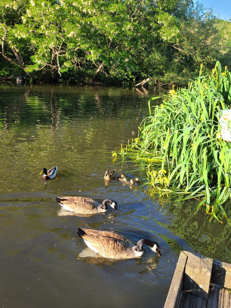Ducks and geese eat peas thrown by op by the edge of a large pond. A small cluster of baby ducklings can be seen in the photo. Yellow irises can be seen on the right hand side, trees can be seen in the background 