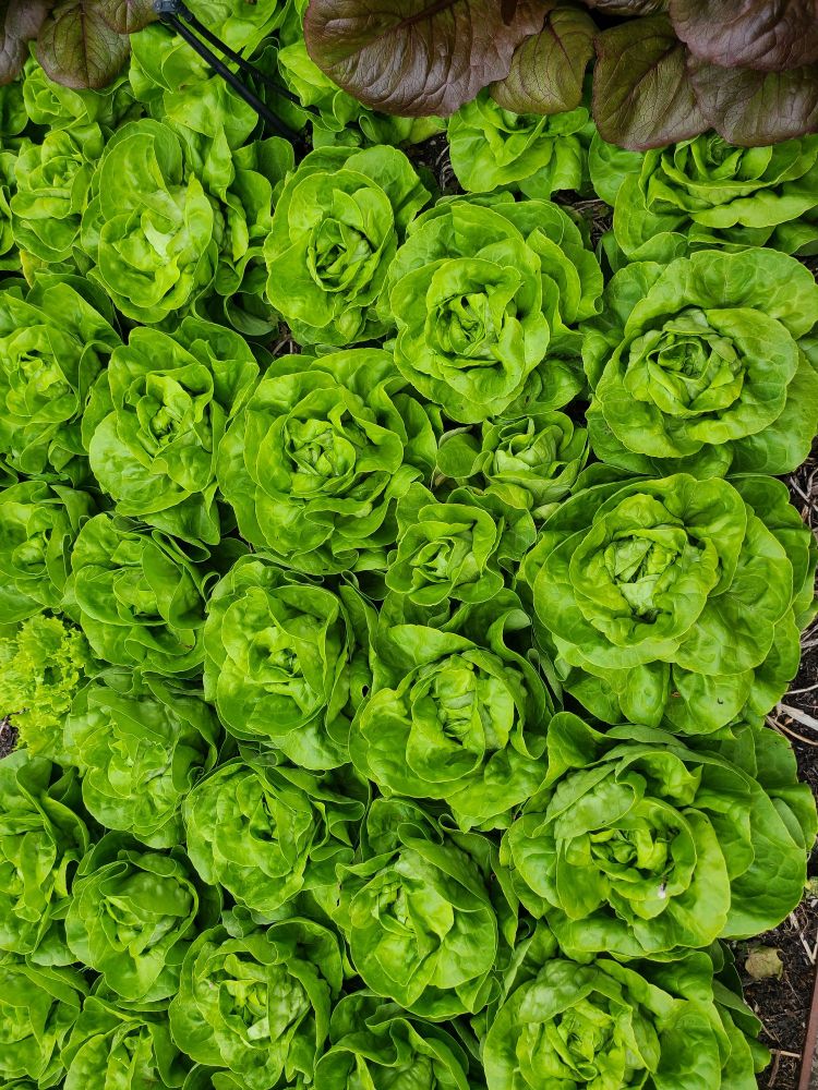 A close up of many cabbages. 