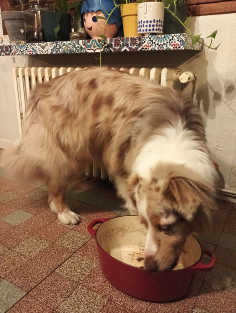 Le chien en pleine mission de prélavage de cocotte en fonte, dans ma cuisine.