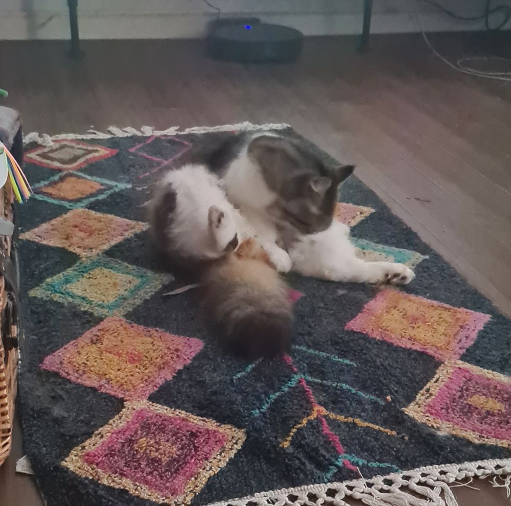 A long haired brown and white tabby cat washing his crotch on a rug