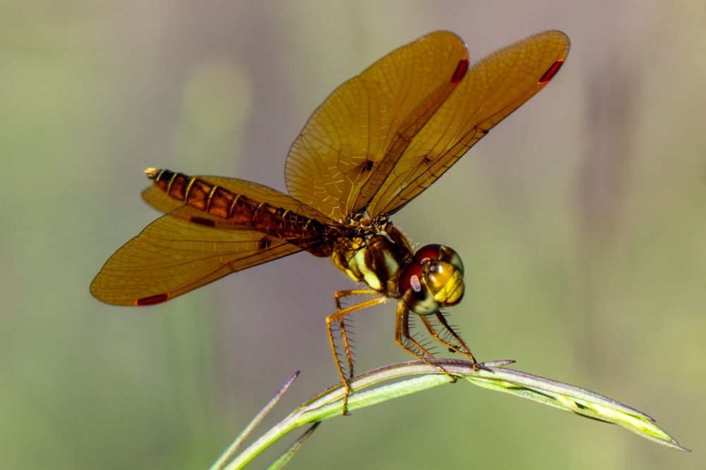 Odonata