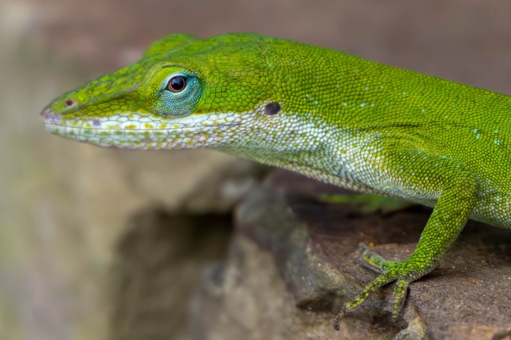 Green anole